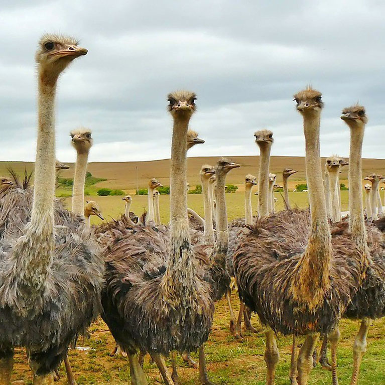 Struzzu supports ethical and sustainable foarming of ostriches.